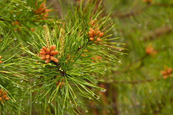 Virginia, Table Mountain, or Short-leaf Pine