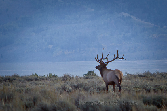 Elk on the Teton Prarie (1 of 1)