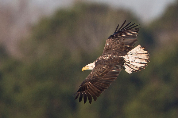 Americal Bald Eagle