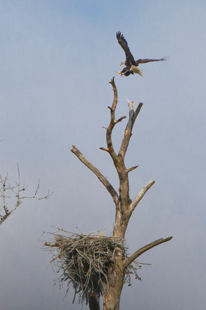 Bald Eagle Nesting Pair In Brunswick County, NC