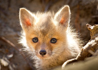 Fox Kits Curiously Come Out Of Their Den
