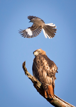 Red Tailed Hawk Attacked by Smaller Bird