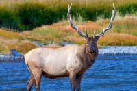 Elk Stands in Water