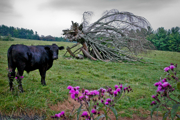 Fallen Tree on Cow Farm