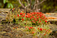 British Soldier Lichen (genus: Cladonia)