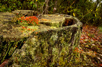 British Soldier Lichen (genus: Cladonia)