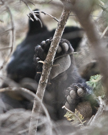 Black Bears Sleeping in a Tree