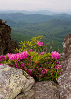 Flowers view of Blue Ridge Mountains